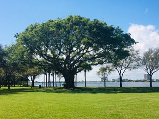 A large tree in the middle of a park.